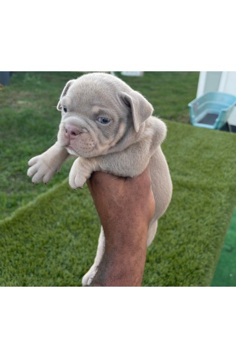 Lilac Tri Female American Bully Puppy