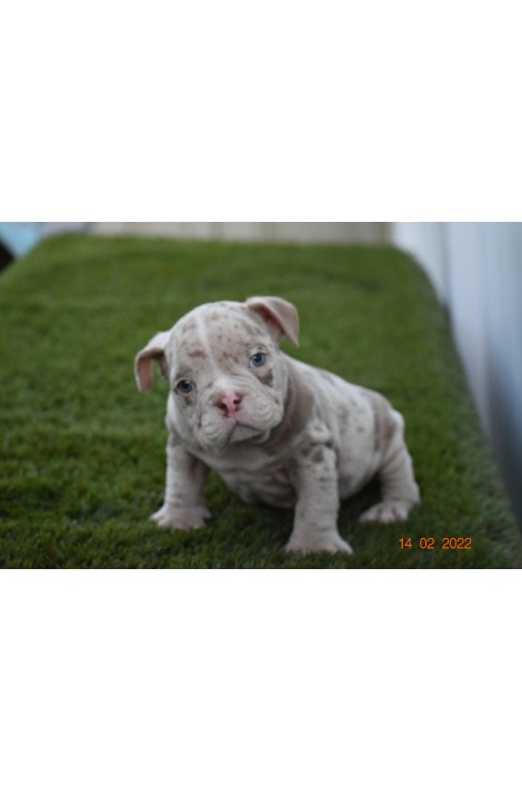 Lilac Male American Bully Puppy