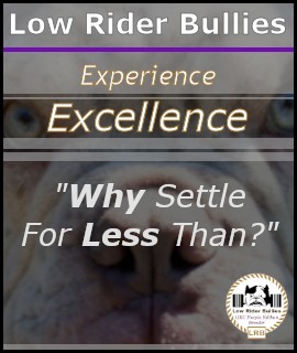 Exotic American Bully Left Banner